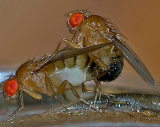 Illustration for article titled When fruit flies attack, it's usually about sex